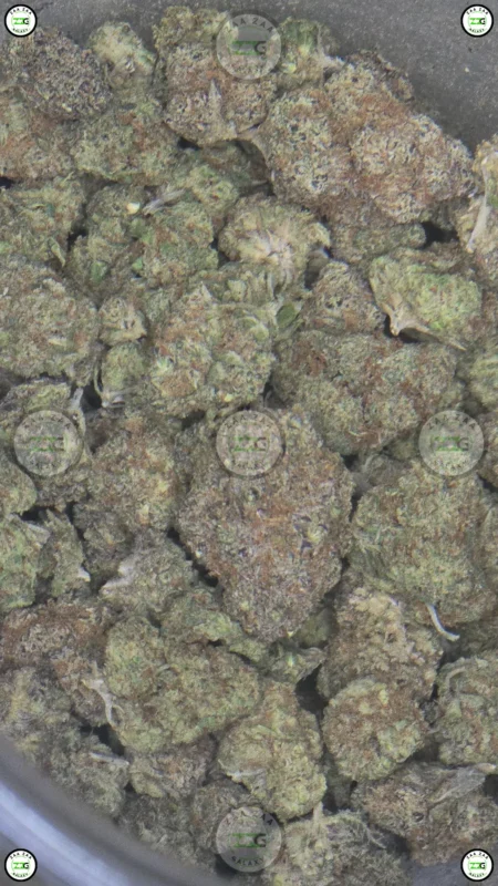 GRAPELATO CANNABIS