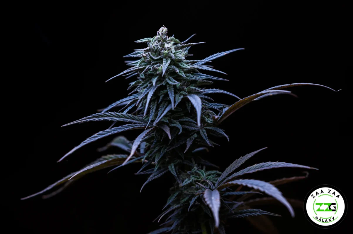 Strawberry Cough Cannabis in DC