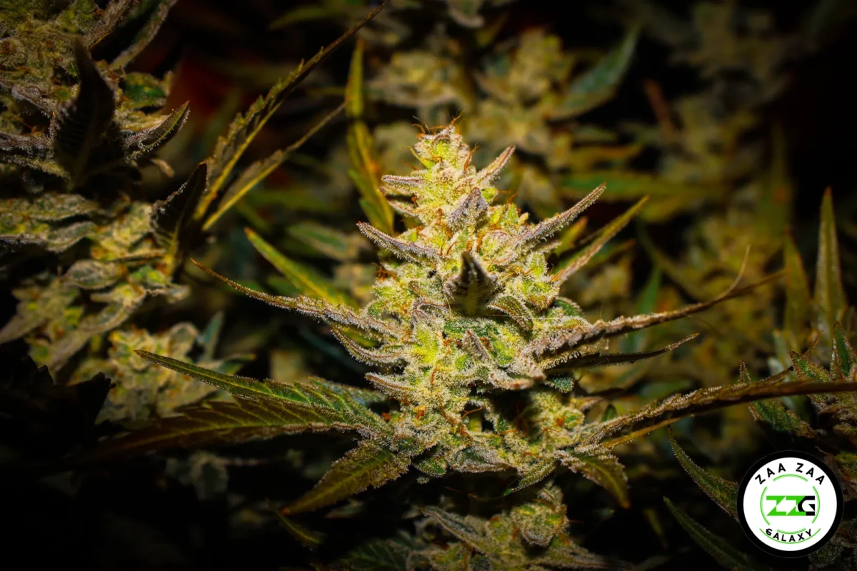 Strawberry Milk Cannabis In DC