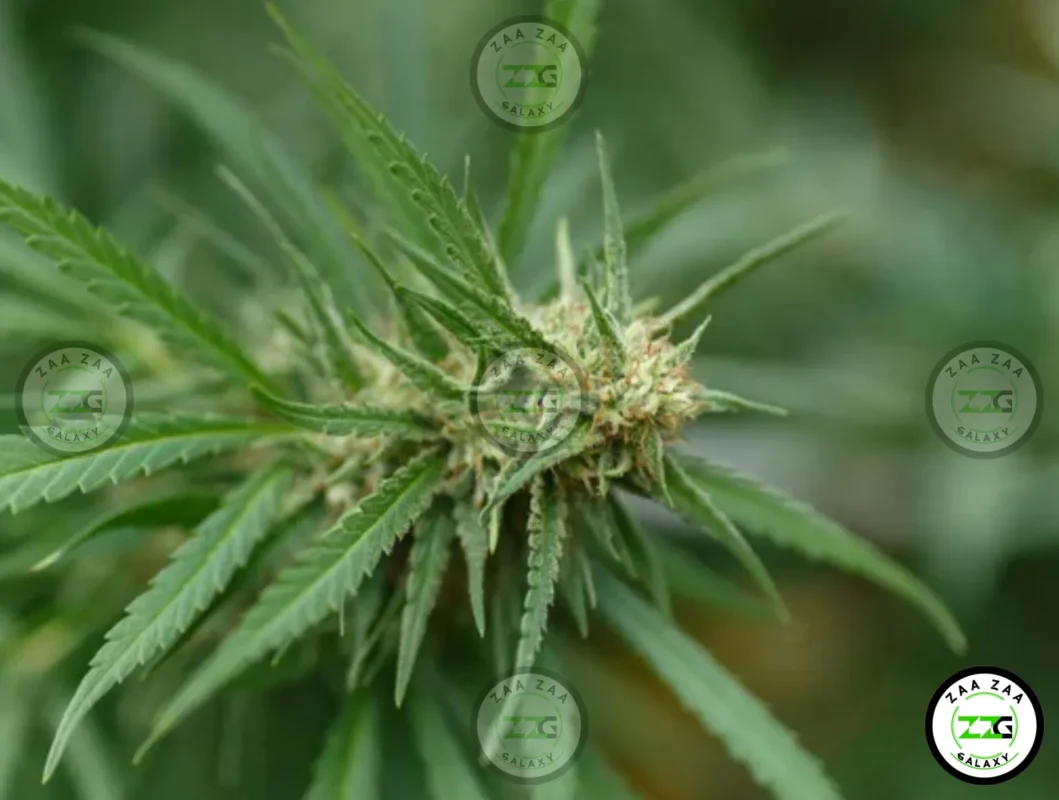 Bacio Gelato Cannabis in DC