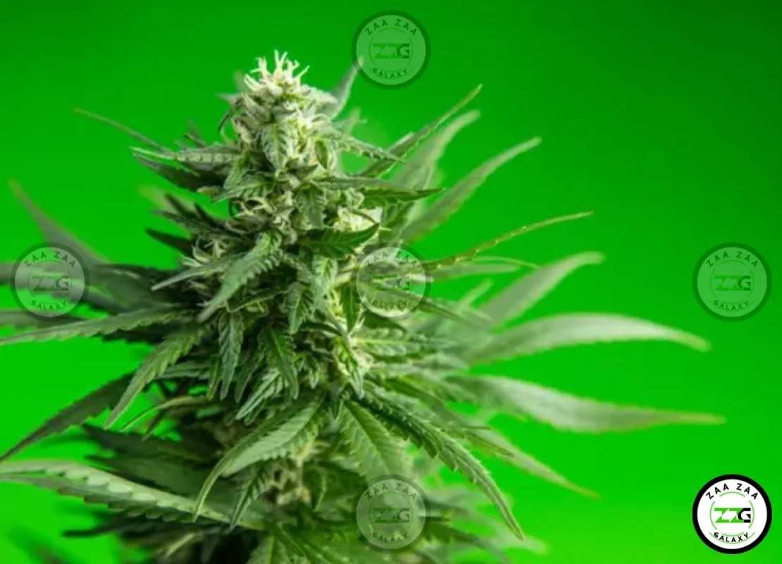 BernieHana Butter Cannabis in DC