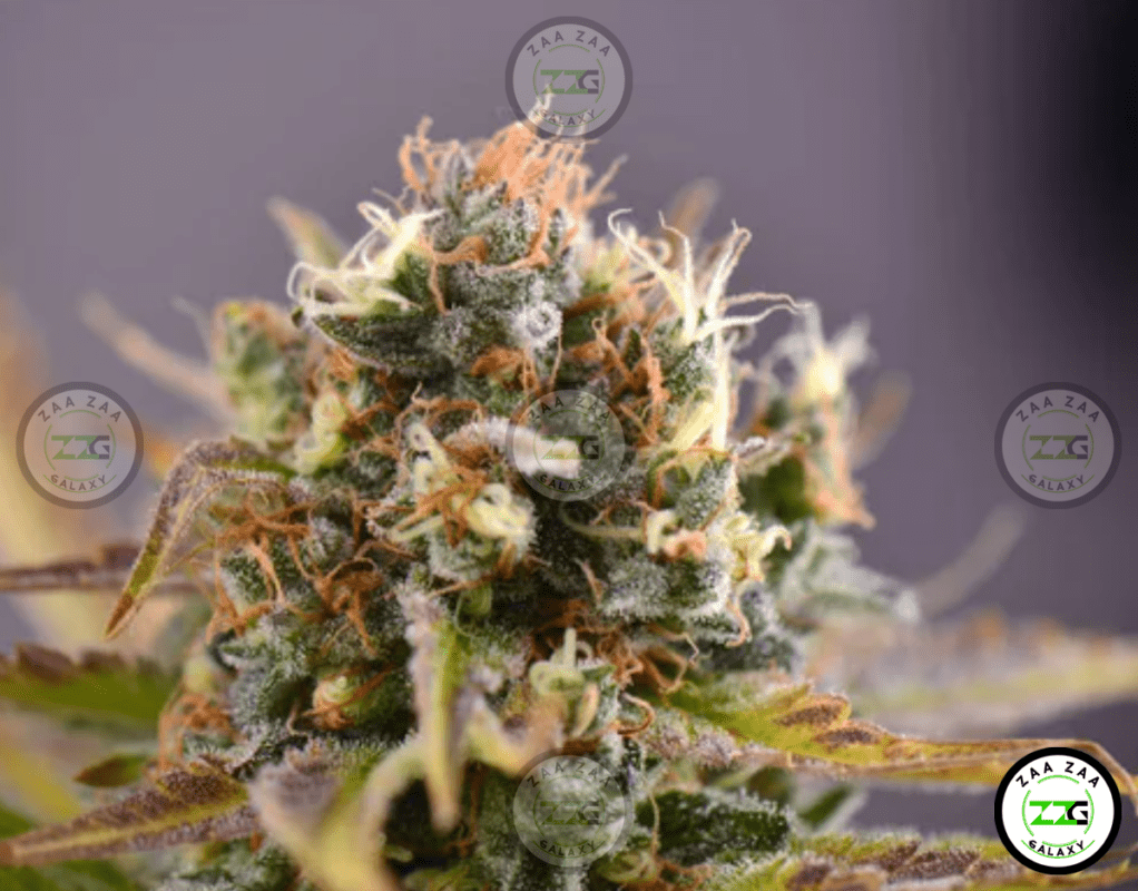 Raspberry Cough Cannabis in DC