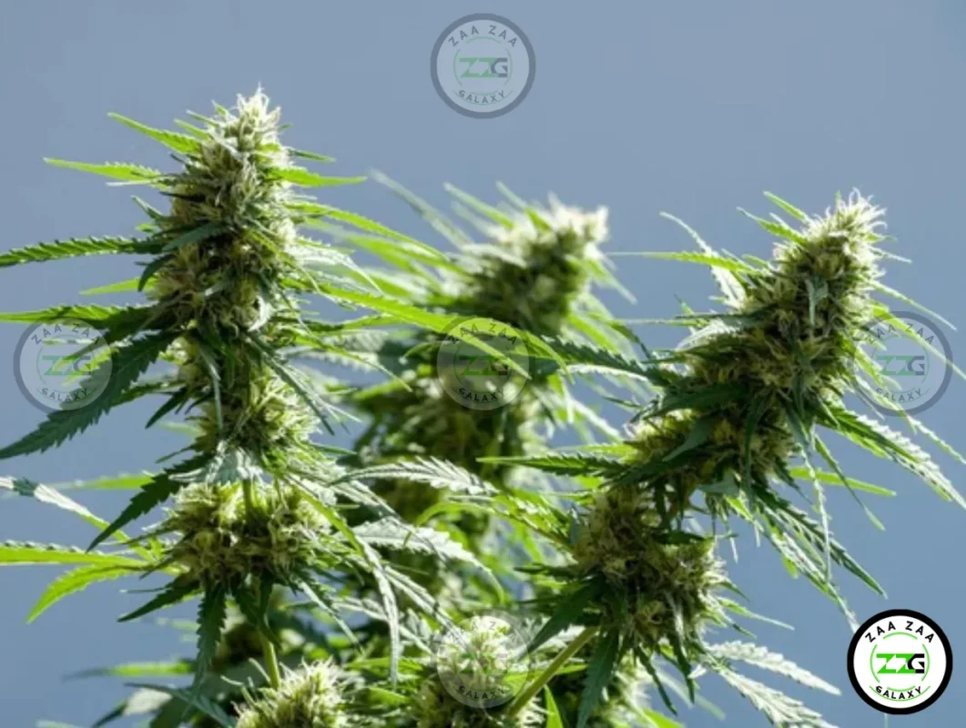 Snow Face Cannabis in DC