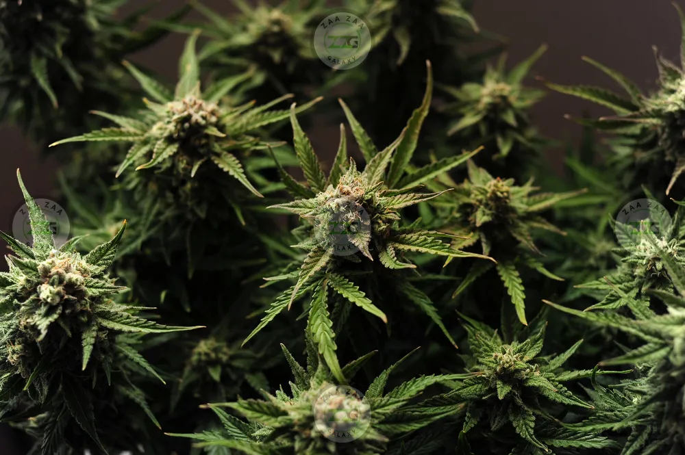 Bubblegum X Permanent Marker Cannabis in DC