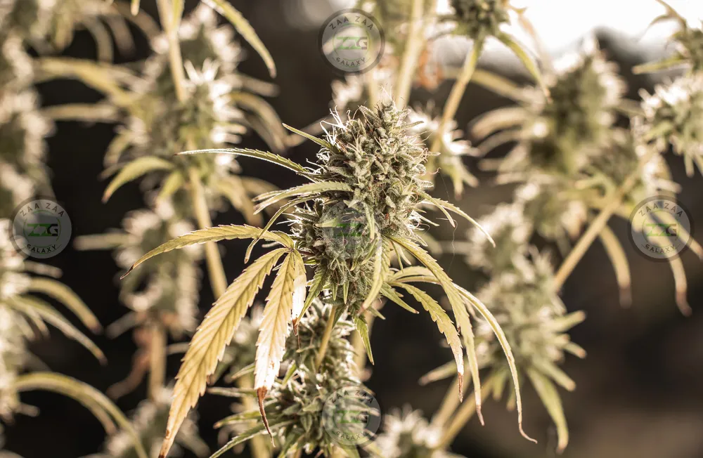 Double Cross Cannabis in DC