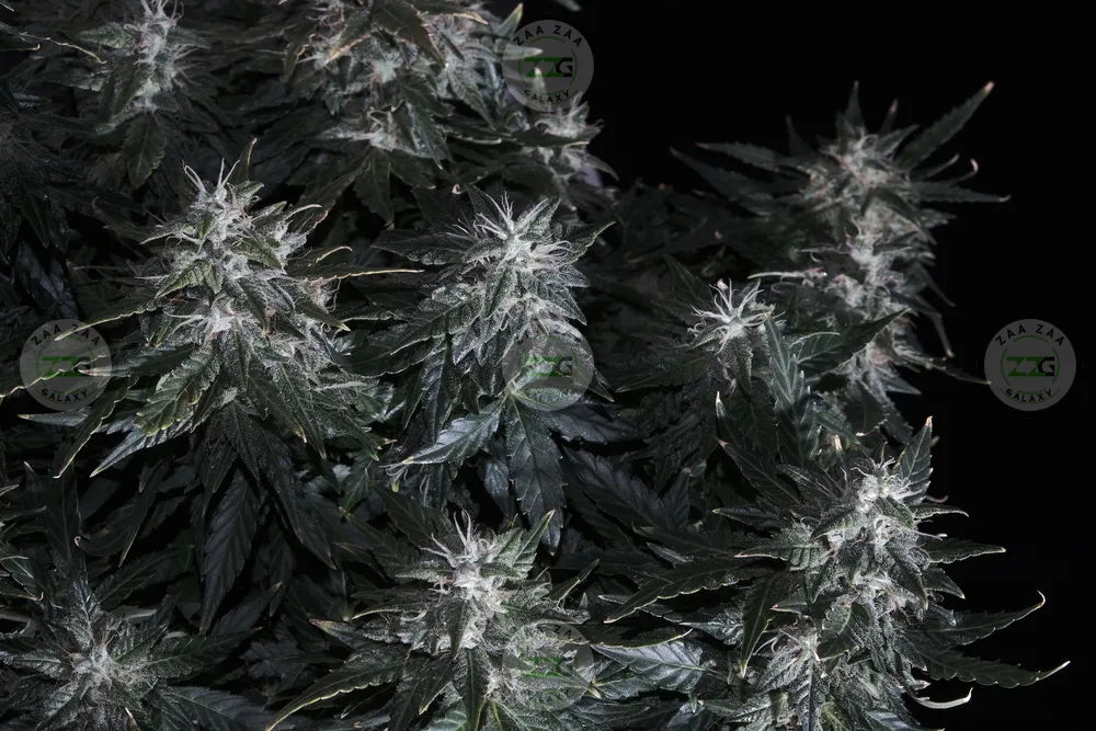 Lucky Gift Cannabis in DC