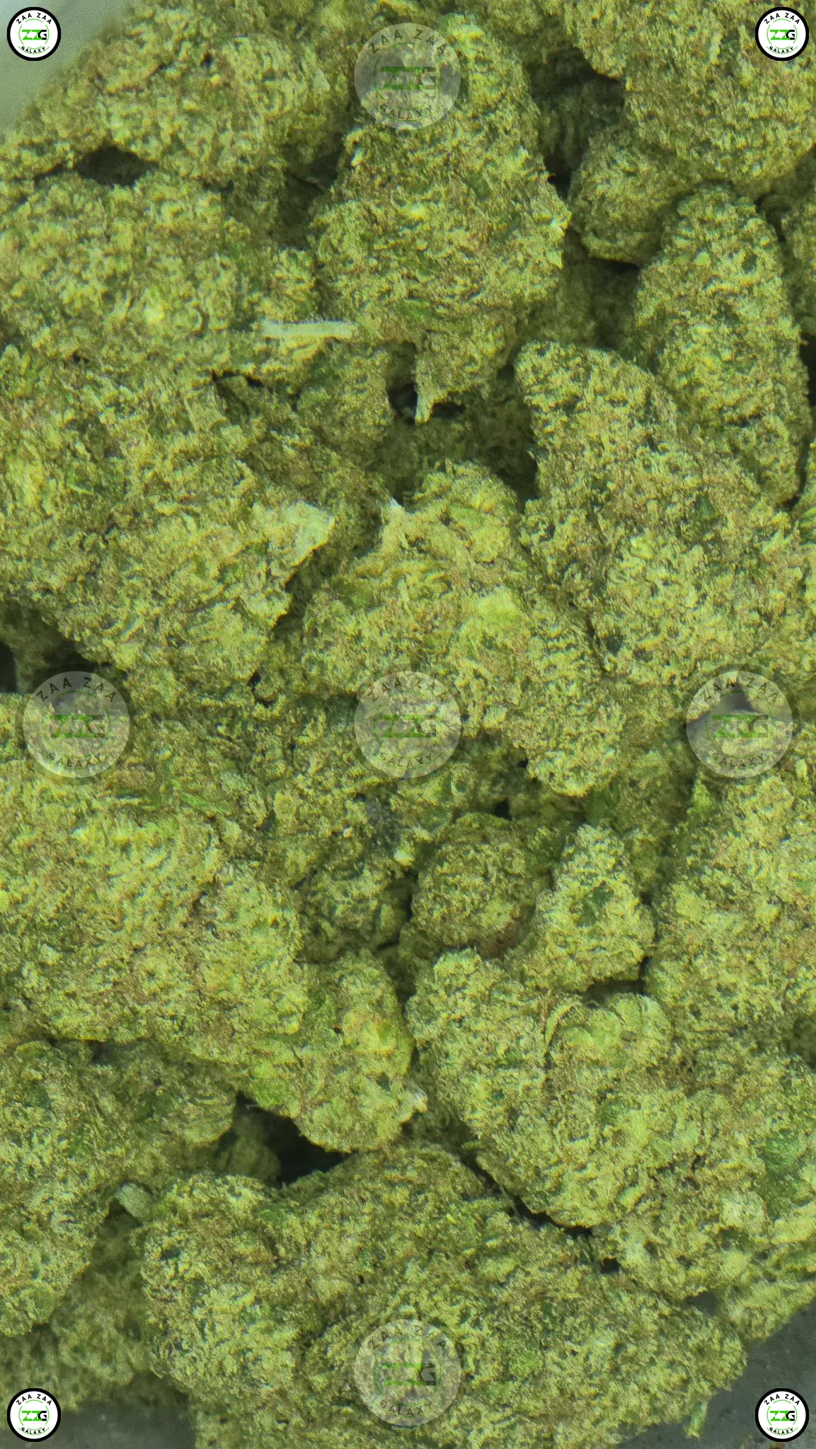 TRIPLE BURGER CANNABIS