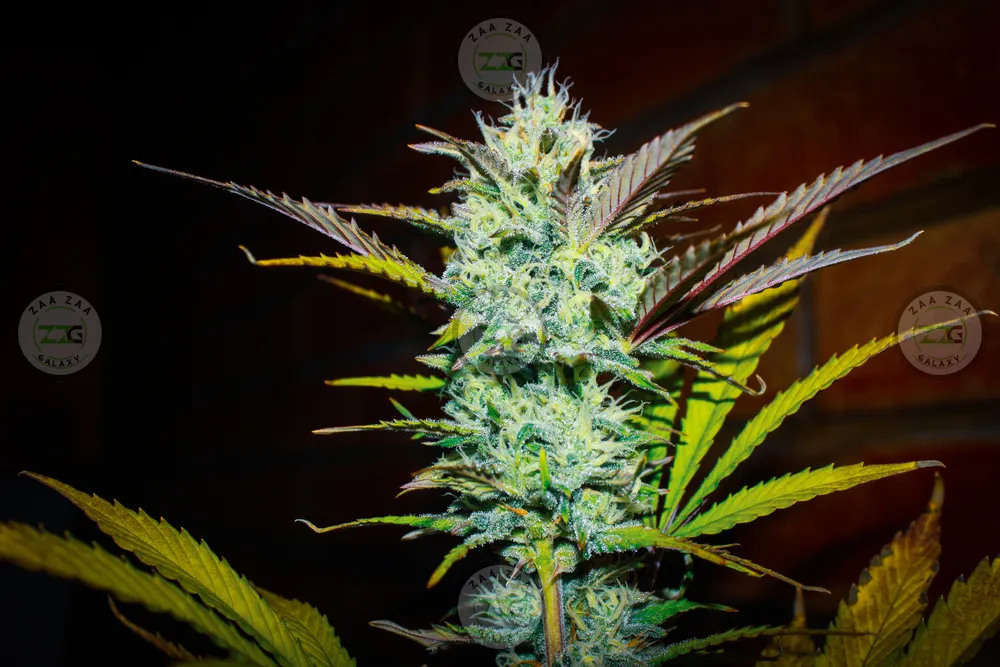 Berry Blast Cannabis in DC