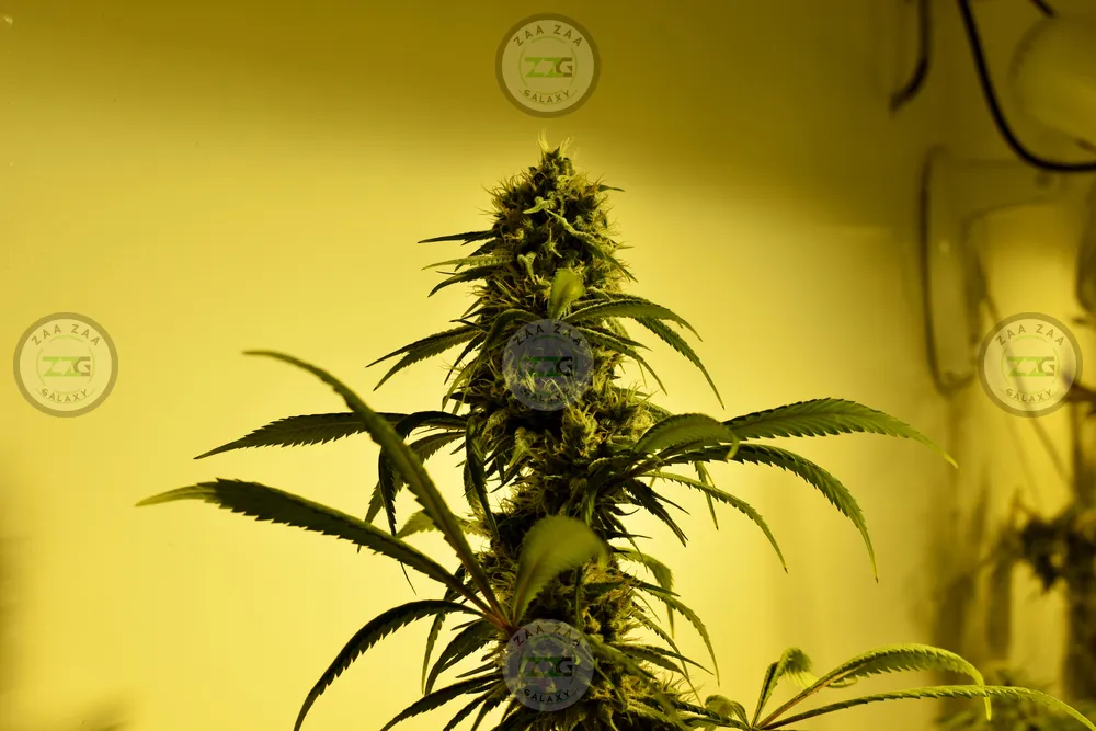 Gorilla Butter Cannabis in DC