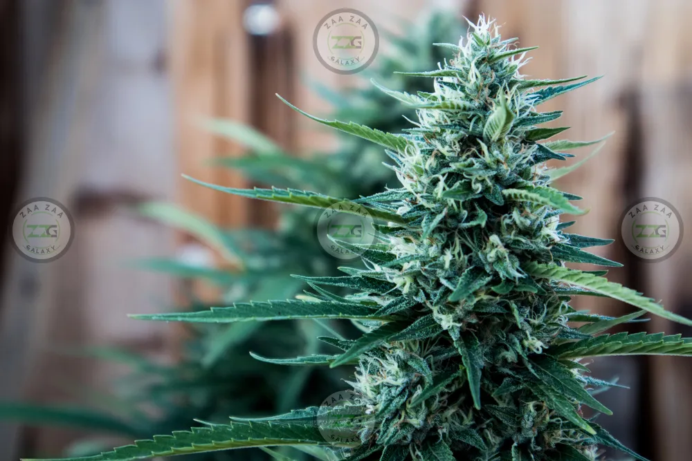 Hippie Crasher Cannabis in DC
