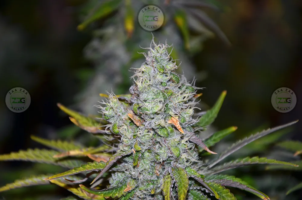Purple Zkittlez Cannabis in DC