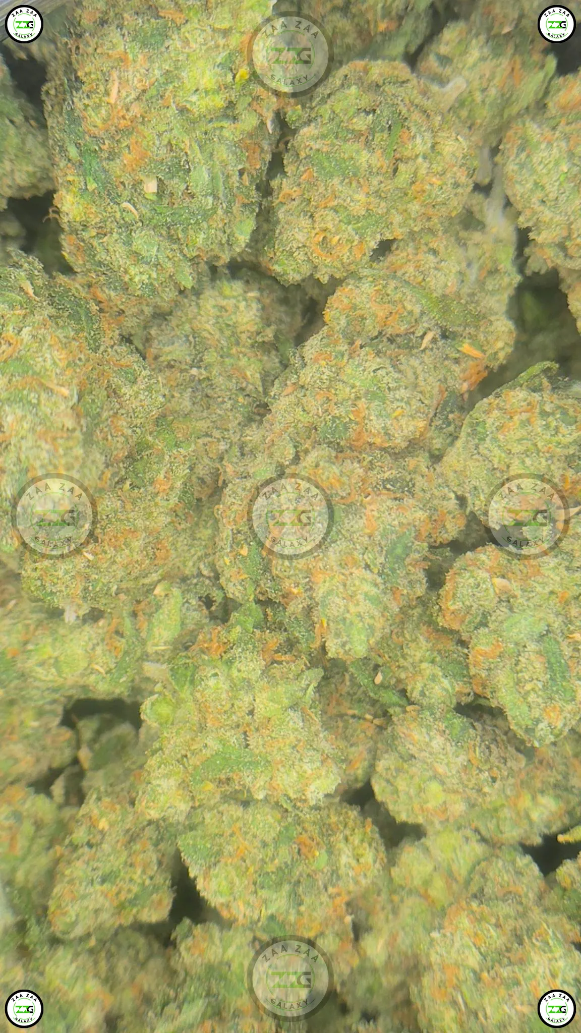 Jack Herer Cannabis Strain