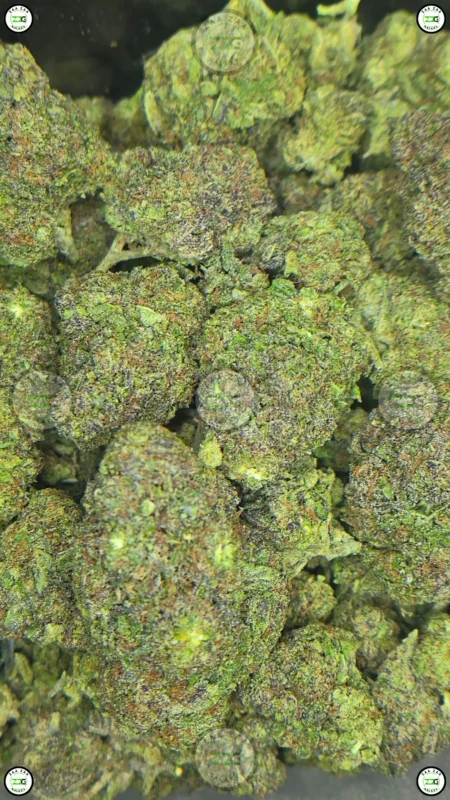 Apple Jack Cannabis