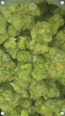Coolio Cannabis Strain