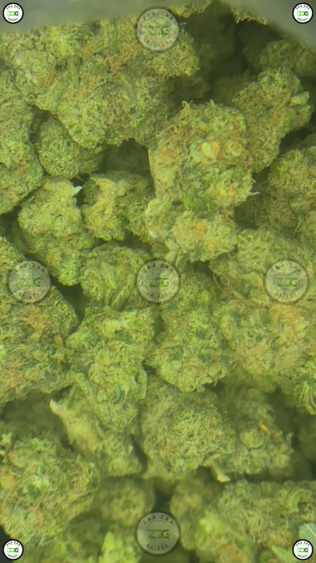 Coolio Cannabis Strain