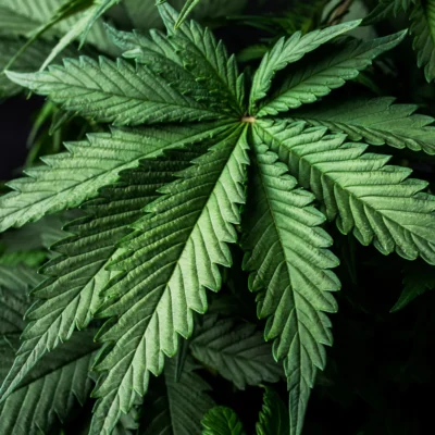 Classic Cannabis Flower