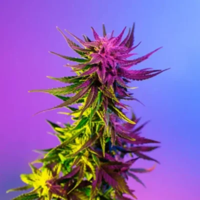 Zaza Cannabis Flower