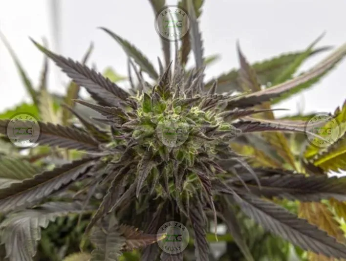 Ztopia Cannabis in DC