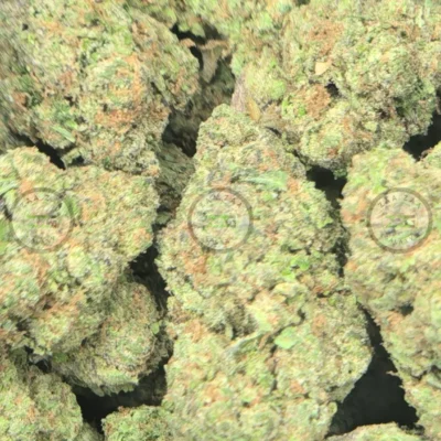 Blue Berry Bars cannabis