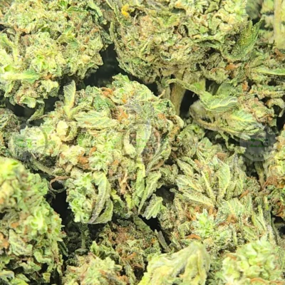 Gator Breath Cannabis