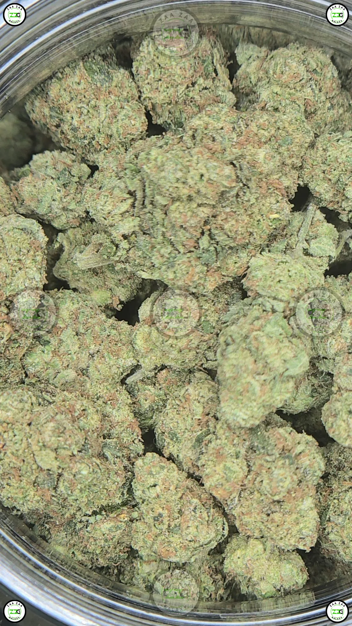 Tahoe OG Weed Strain