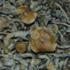 White Citadel Mushrooms