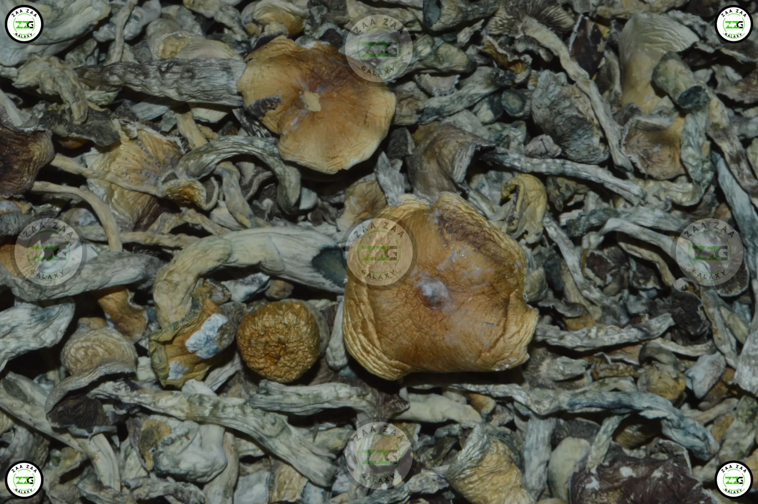 White Citadel Mushrooms