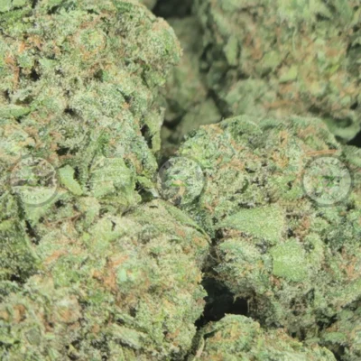 Zazul Cannabis