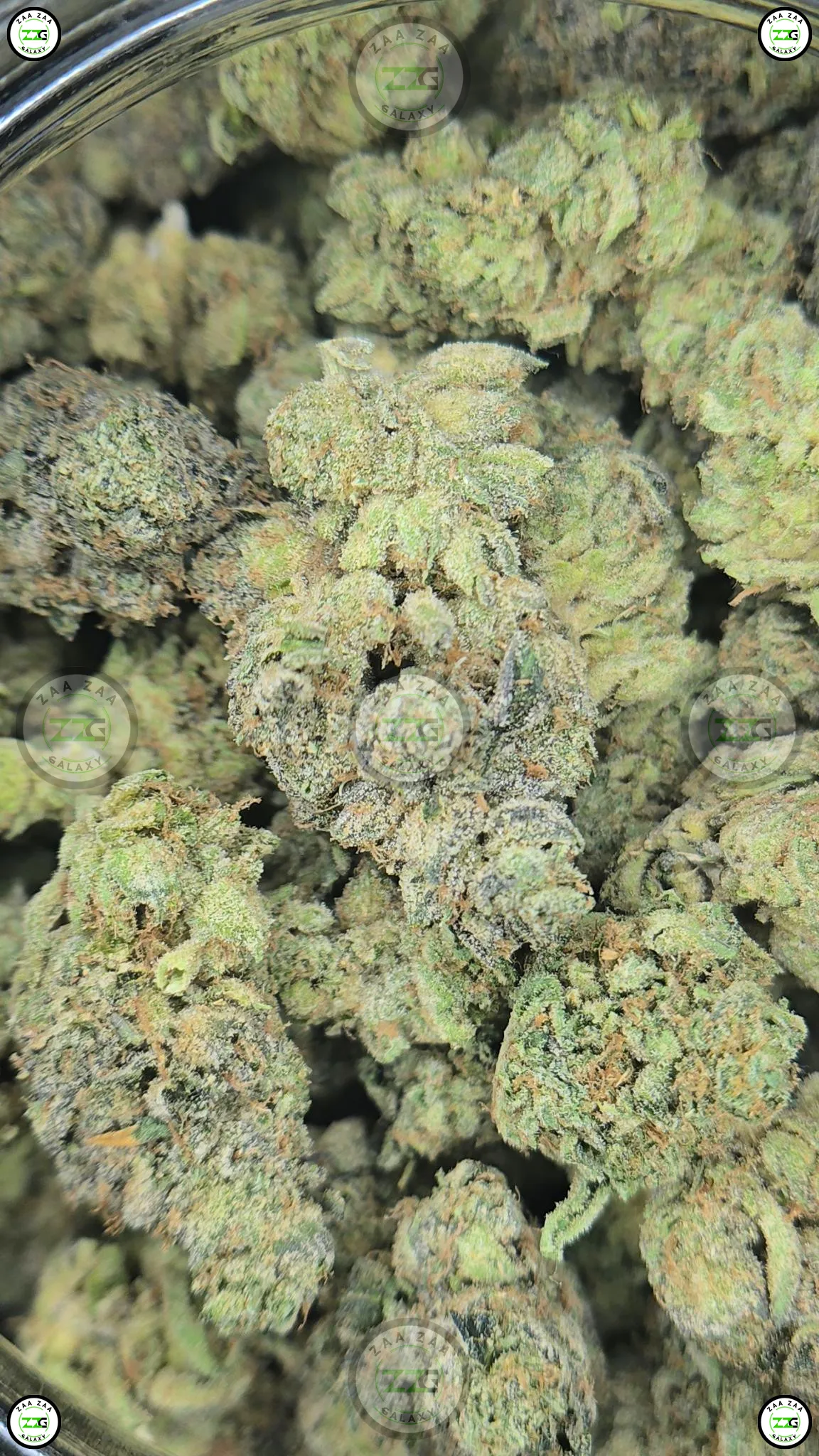 Zangria Weed Strain