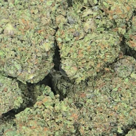 GELATO 41 weed strain