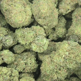 Oakland Runtz weed strain