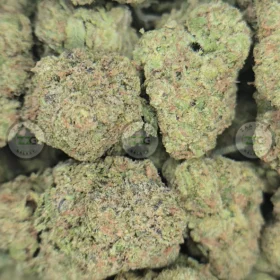 BLUEBERRY BARS weed Strain