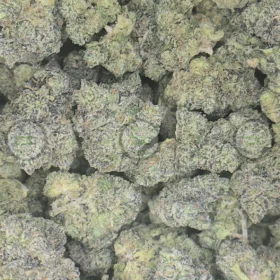 Toad Venom weed strain