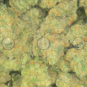 Jack Herer Cannabis Strain