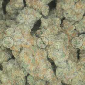 STRAWBERRY MILKSHAKE Cannabis Strain