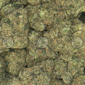 JET FUEL GELATO Cannabis cannabis