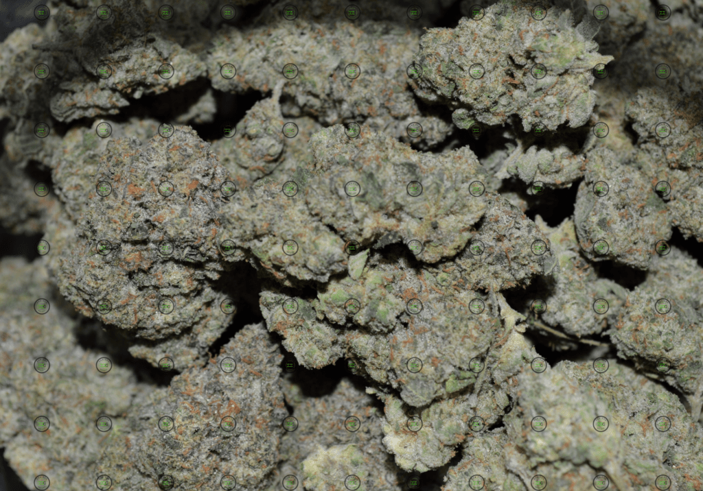Strain Profile Motorbreath