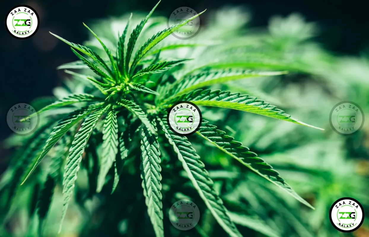 Blueberry Muffin Cannabis