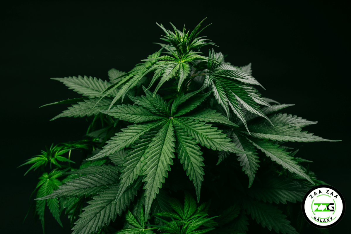 Cannabis Terpenes 101