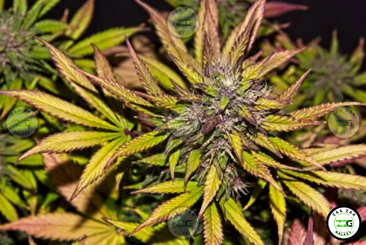 Goudaberry Cannabis in DC