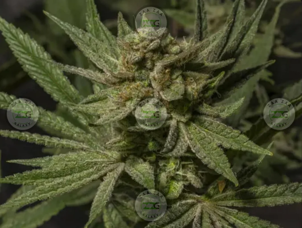 Diablo Cannabis in DC