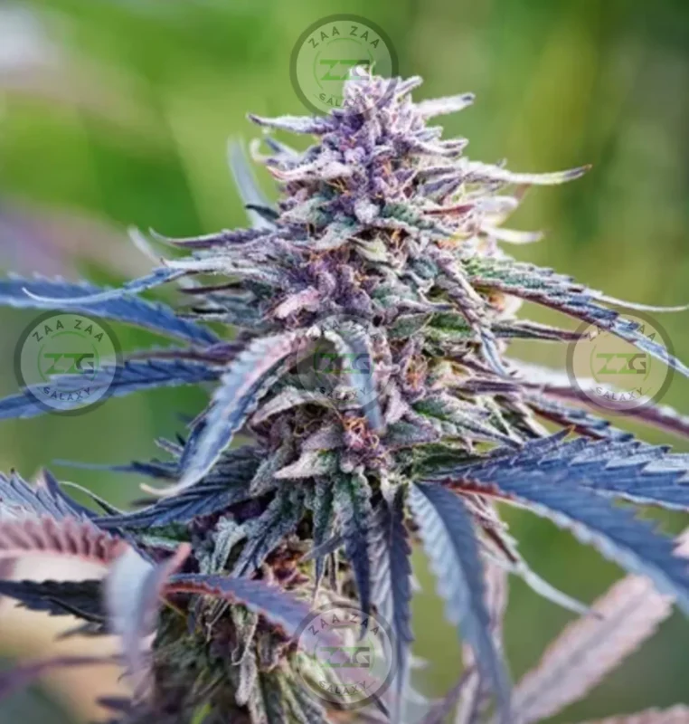 Zkittlez X Gary Payton Cannabis in DC