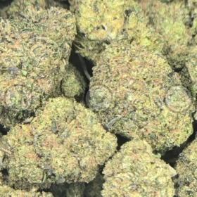 Rainbow Runtz Cannabis