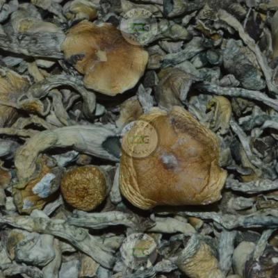 White Citadel Mushrooms